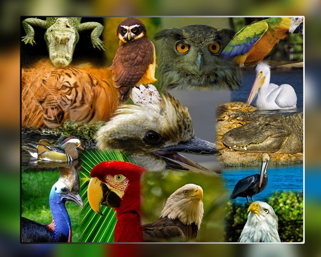 Wildlife collage