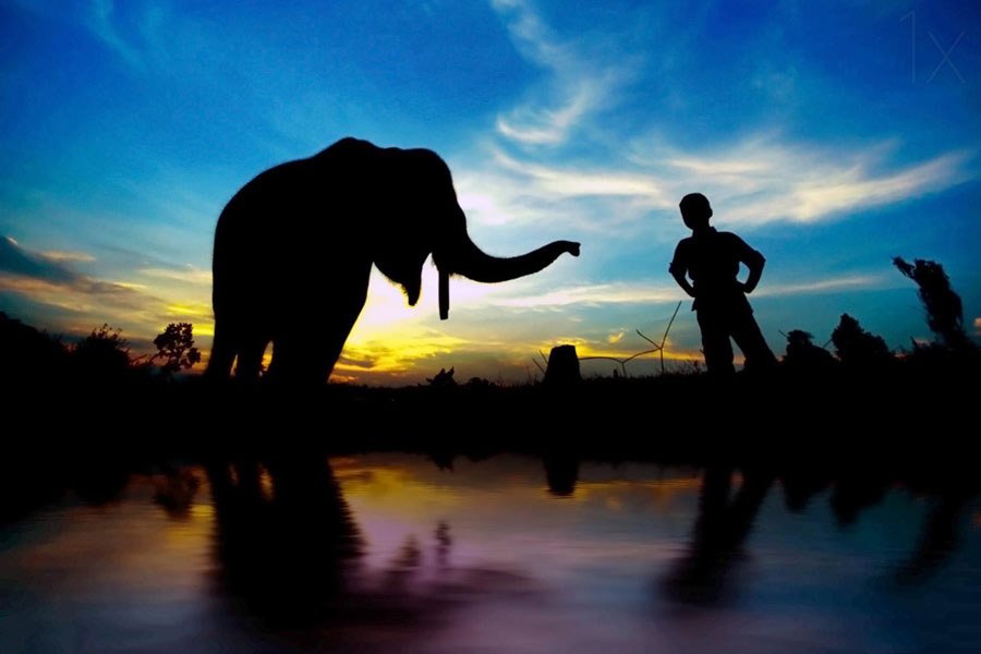 elephant silhouette