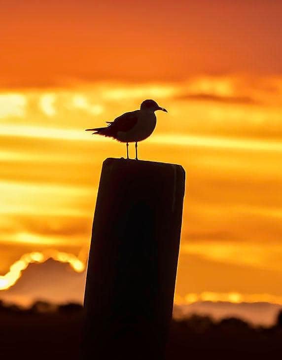 seagull silhouette